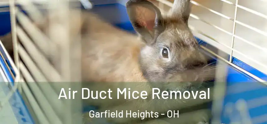 Air Duct Mice Removal Garfield Heights - OH